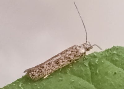 野菜関係 | JPPAオンラインストア